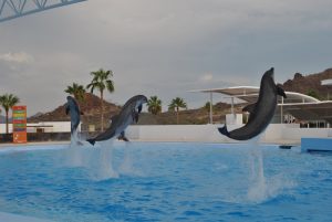 Los fines de semana el Delfinario abre para presentaciones educativas.