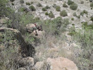 Guajolotes alcanzan la libertad.