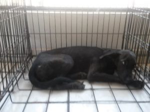 Perrita sobreviviente al envenenamiento en espera de adoptante. 