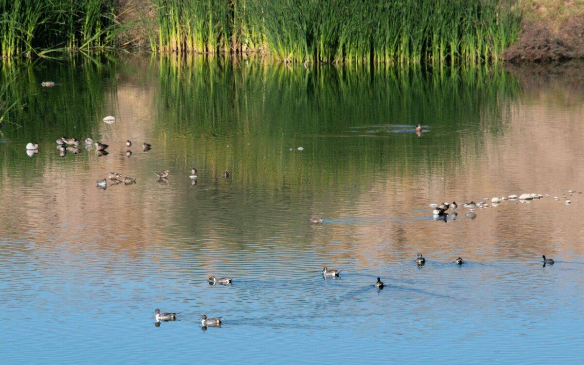 Sistema Lagunar Los Jagüeyes