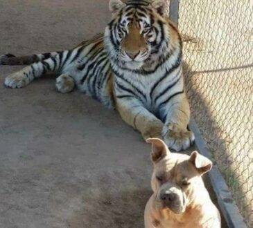 “Baluma” tenía cinco años y convivía con otros animales.