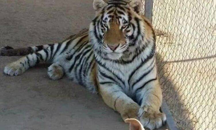 “Baluma” tenía cinco años y convivía con otros animales.