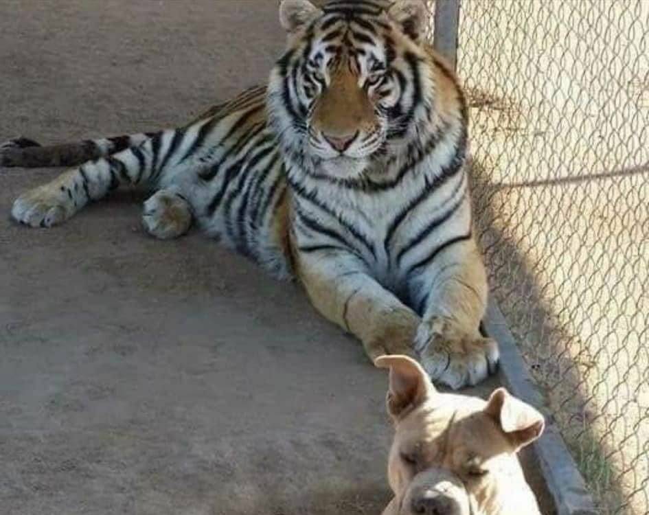 “Baluma” tenía cinco años y convivía con otros animales.