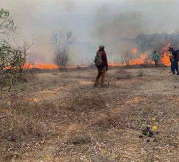 Incendios forestales en Sonora