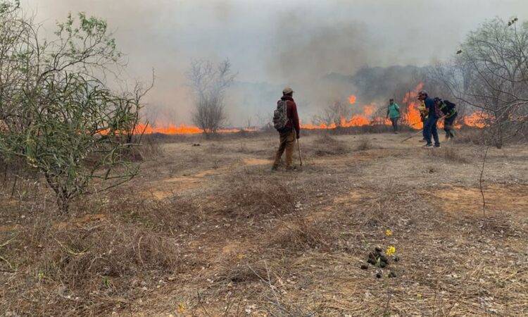 Incendios forestales en Sonora