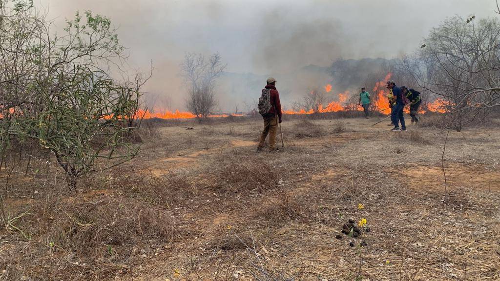 Incendios forestales en Sonora