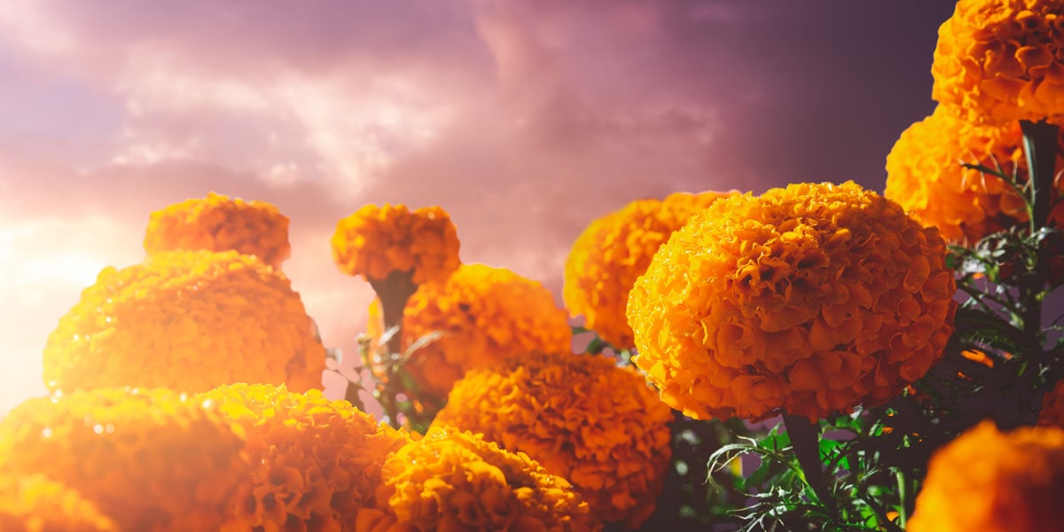 La palabra cempasúchil proviene del náhuatl sempôwal, que significa veinte (o muchos), y xôchitl, que es flor.