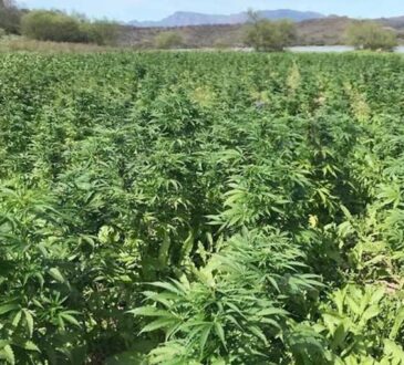 La plantación ilegal ubicada en la sierra de Magdalena fue acordonada y se implementó un importante dispositivo de seguridad en la zona