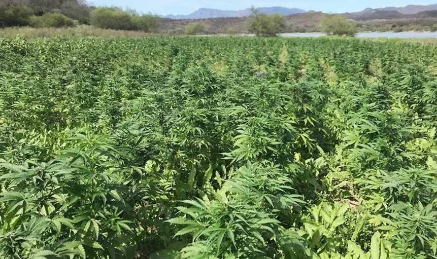 La plantación ilegal ubicada en la sierra de Magdalena fue acordonada y se implementó un importante dispositivo de seguridad en la zona