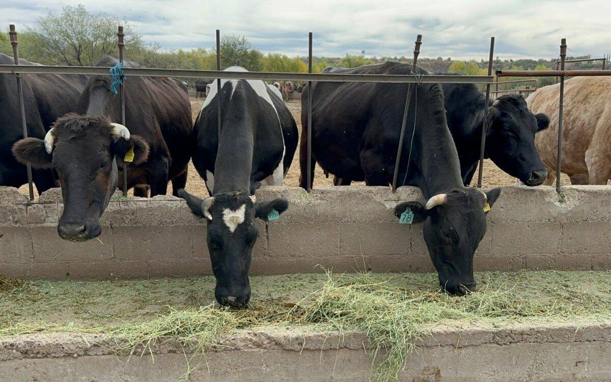Los pobladores de Ímuris sostienen que el libramiento ferroviario de Nogales comenzó a construirse a escondidas de la gente