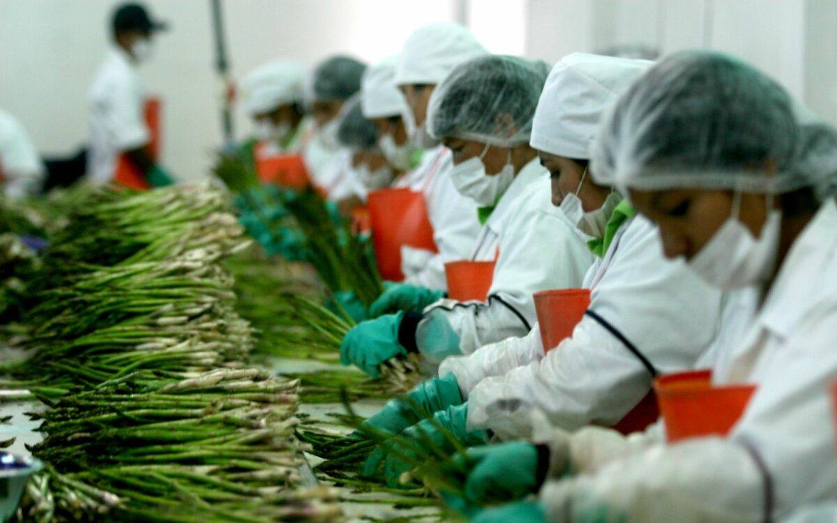 El estado se colocó como una de las cinco entidades con mayor aumento en el valor de sus exportaciones, como la participación dentro del sector agricultura