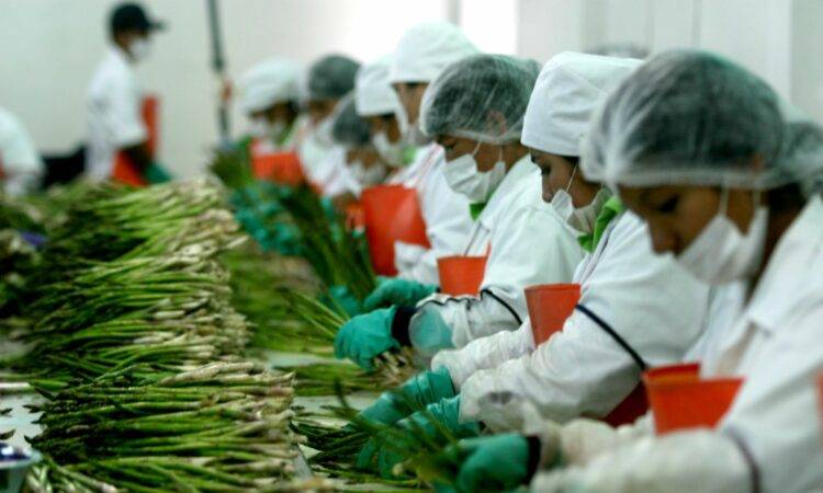 El estado se colocó como una de las cinco entidades con mayor aumento en el valor de sus exportaciones, como la participación dentro del sector agricultura