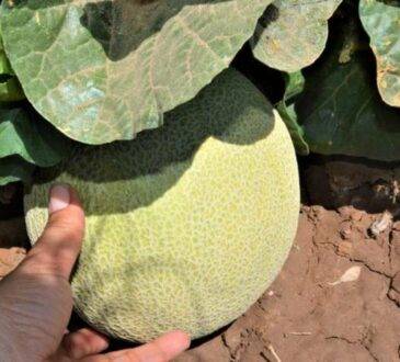 La bacteria no se ha registrado en el campo en Sonora, lo que sugiere que pudo ser en el proceso de la fruta ya cortada que se dio en Estados Unidos