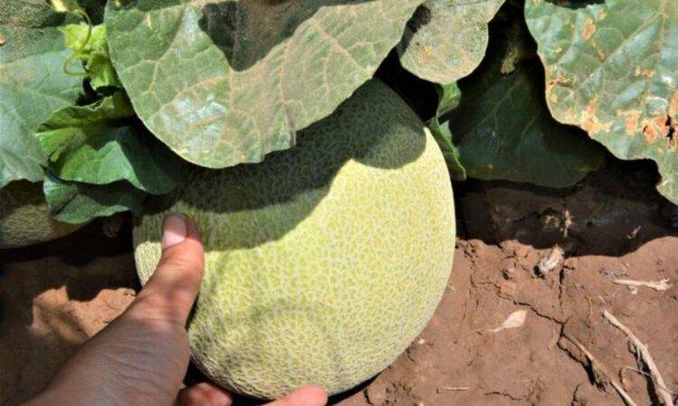 La bacteria no se ha registrado en el campo en Sonora, lo que sugiere que pudo ser en el proceso de la fruta ya cortada que se dio en Estados Unidos