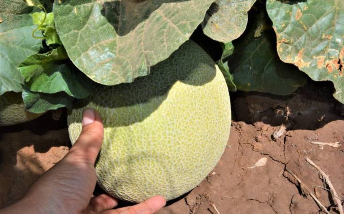 La bacteria no se ha registrado en el campo en Sonora, lo que sugiere que pudo ser en el proceso de la fruta ya cortada que se dio en Estados Unidos