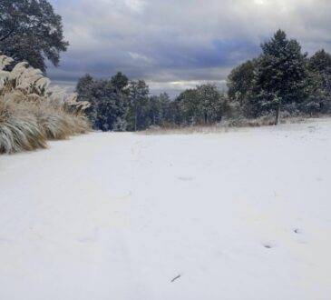 Vegetación congelada e indumentaria para cosecha envuelta en hielo, era lo que se observaba en los campos agrícolas de la costa de Hermosillo el pasado lunes