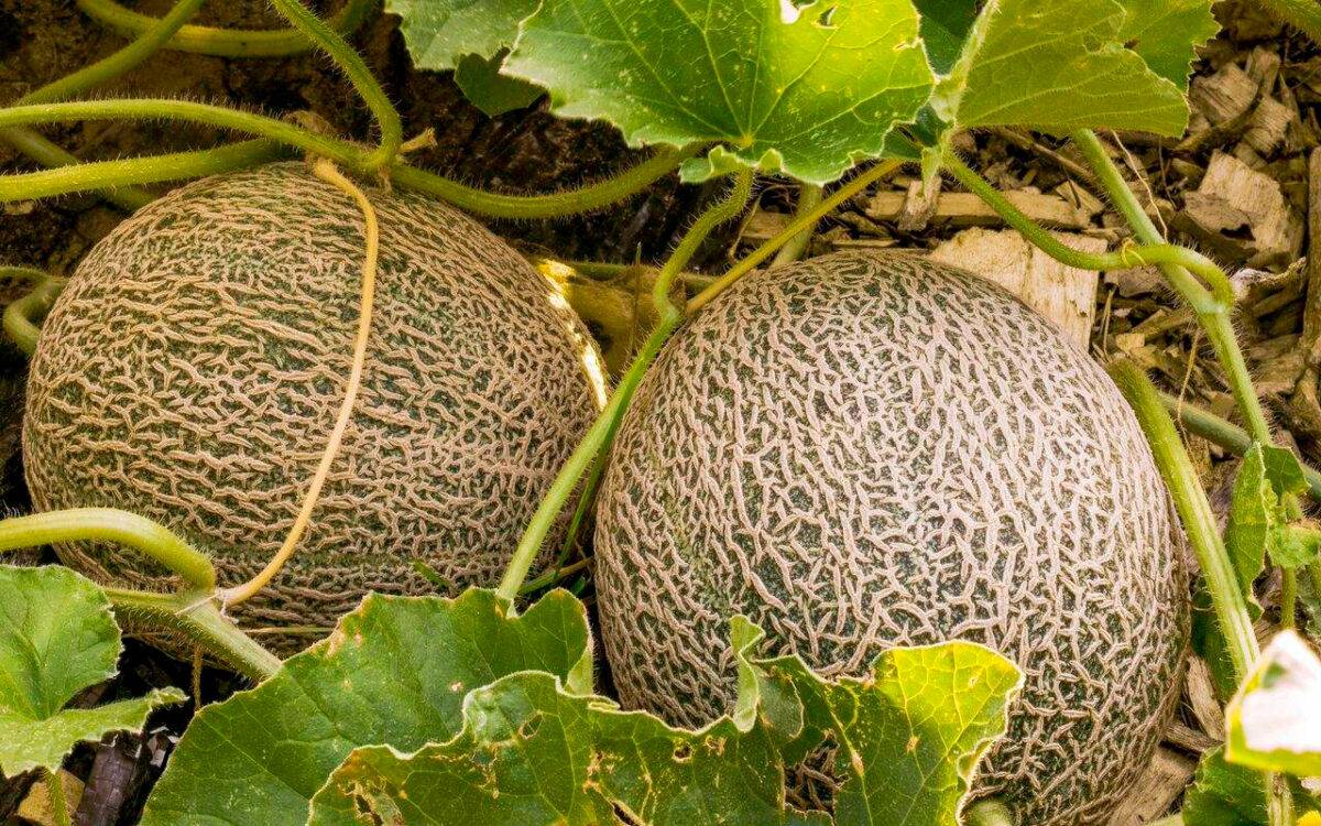 La Secretaría de Agricultura y Desarrollo Rural informó que la producción primaria y el empaque de melón en Guaymas, salieron negativos a todo tipo de microorganismos patógenos