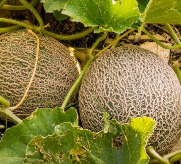 La Secretaría de Agricultura y Desarrollo Rural informó que la producción primaria y el empaque de melón en Guaymas, salieron negativos a todo tipo de microorganismos patógenos