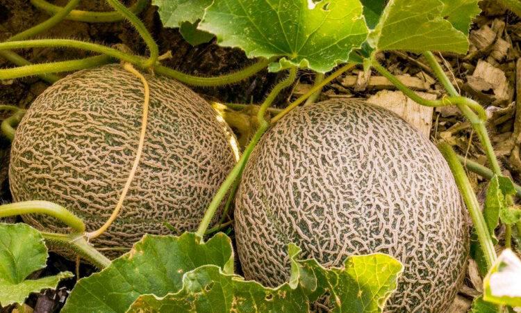La Secretaría de Agricultura y Desarrollo Rural informó que la producción primaria y el empaque de melón en Guaymas, salieron negativos a todo tipo de microorganismos patógenos