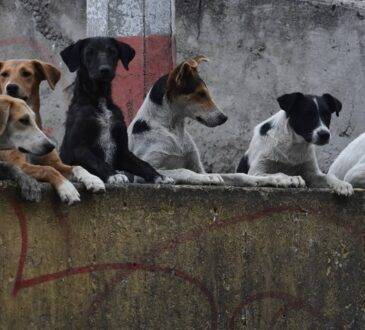 El parlamento de Corea del Sur aprobó una legislación histórica que prohíbe el consumo de carne de perro, práctica realizada por siglos en el país