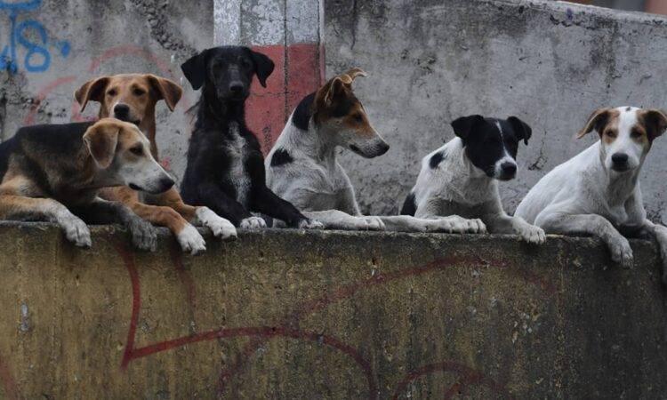 El parlamento de Corea del Sur aprobó una legislación histórica que prohíbe el consumo de carne de perro, práctica realizada por siglos en el país