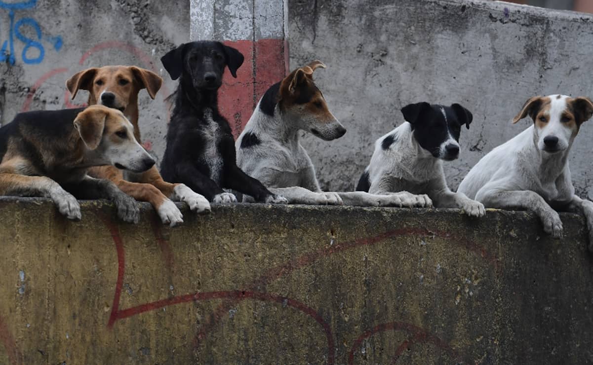 El parlamento de Corea del Sur aprobó una legislación histórica que prohíbe el consumo de carne de perro, práctica realizada por siglos en el país