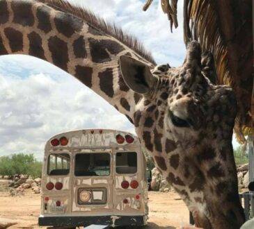 "Pancho" la jirafa del Centro Ecológico de Sonora se retira hoy tras 26 años en el ecosafari tras llegar a una edad avanzada