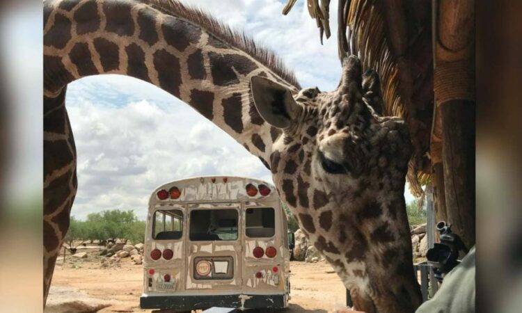 "Pancho" la jirafa del Centro Ecológico de Sonora se retira hoy tras 26 años en el ecosafari tras llegar a una edad avanzada
