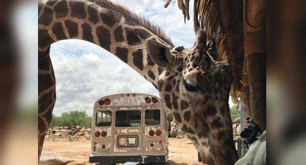 "Pancho" la jirafa del Centro Ecológico de Sonora se retira hoy tras 26 años en el ecosafari tras llegar a una edad avanzada