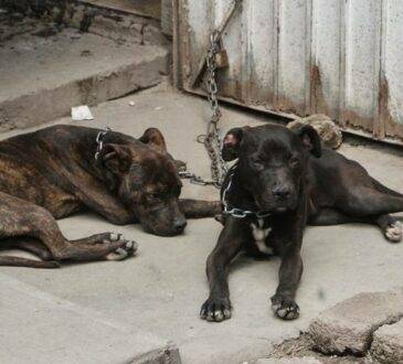 Durante el 2023 se aplicaron más de 400 multas a dueños de mascotas por incurrir en faltas administrativas en omisión de cuidado