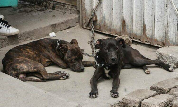 Durante el 2023 se aplicaron más de 400 multas a dueños de mascotas por incurrir en faltas administrativas en omisión de cuidado
