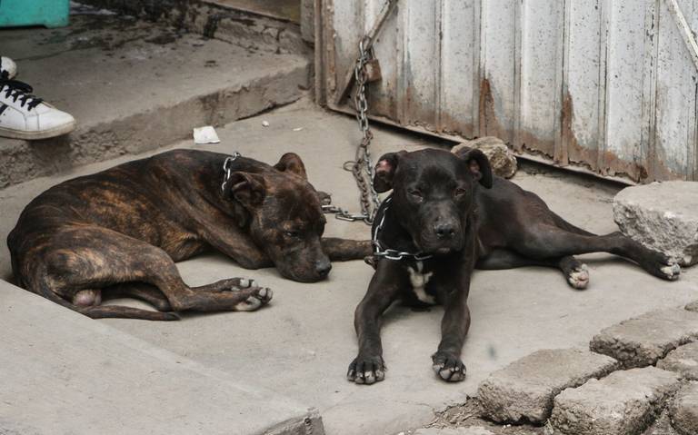 Durante el 2023 se aplicaron más de 400 multas a dueños de mascotas por incurrir en faltas administrativas en omisión de cuidado