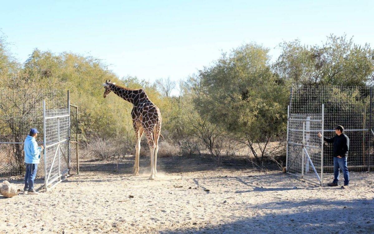 El animal habría excedido su límite de edad, que es entre 20 y 25 años, falleciendo a los 27 años tras formar parte de los atractivos del centro en la capital sonorense