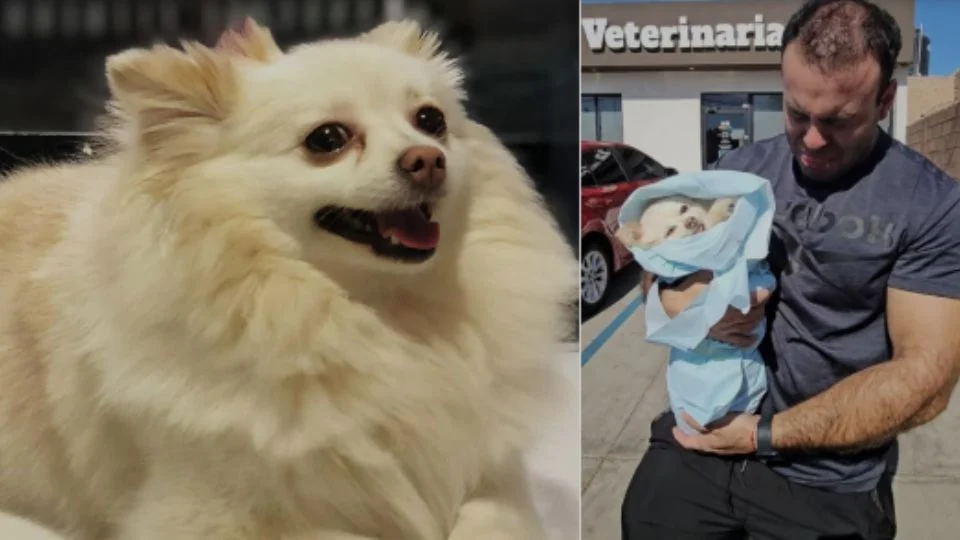 Gilberto Garzón, denunció públicamente el caso de su mascota.